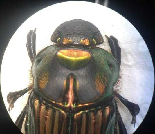 Una familia de escarabajos podría indicar el estado del ecosistema regional