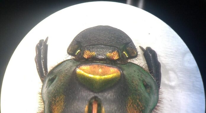 PRODUCCIÓN CIENTÍFICA Una familia de escarabajos podría indicar el estado del ecosistema regional