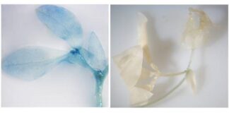 NUEVOS CONOCIMIENTOS  Obtienen plantas transgénicas capaces de soportar diversos tipos de estrés abiótico