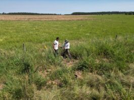 Con 31 especies identificadas, avanza un estudio sobre plantas endémicas de Corrientes