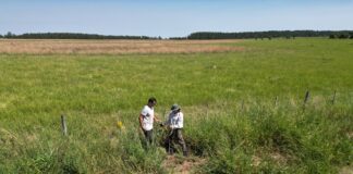RIQUEZA Y DIVERSIDAD Con 31 especies identificadas, avanza un estudio sobre plantas endémicas de Corrientes