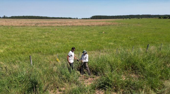 RIQUEZA Y DIVERSIDAD Con 31 especies identificadas, avanza un estudio sobre plantas endémicas de Corrientes