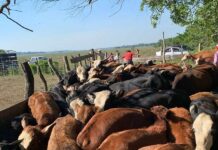 Nuevos Conocimientos Becaria de la UNNE analiza el impacto de fármacos veterinarios en ecosistemas ganaderos