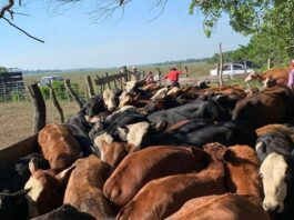 Becaria de la UNNE analiza el impacto de fármacos veterinarios en ecosistemas ganaderos