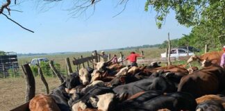 Nuevos Conocimientos Becaria de la UNNE analiza el impacto de fármacos veterinarios en ecosistemas ganaderos