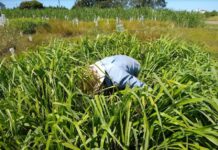 ACTO DE CONMEMORACIÓN Recursos Naturales: cumple 30 años uno de los primeros doctorados de la UNNE