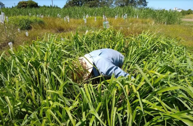 Recursos Naturales: cumple 30 años uno de los primeros doctorados de la UNNE