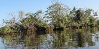 Primeros avances para conocer el uso de recursos botánicos en tiempos prehispánicos en Iberá