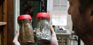 BIOTECNOLOGÍA Transformando residuos de la industria arrocera y cervecera, desarrollan alimentos innovadores para piscicultura