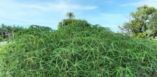 Harina de hoja de mandioca, una alternativa productiva de gran valor nutricional