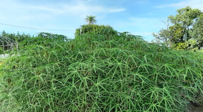 Harina de hoja de mandioca, una alternativa productiva de gran valor nutricional