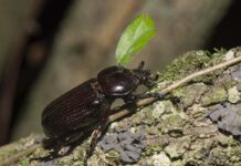 CIENCIA UNNE Aportan al conocimiento de la diversidad de escarabajos del Parque Nacional El Impenetrable