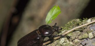 CIENCIA UNNE Aportan al conocimiento de la diversidad de escarabajos del Parque Nacional El Impenetrable