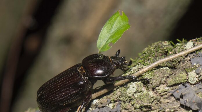 CIENCIA UNNE Aportan al conocimiento de la diversidad de escarabajos del Parque Nacional El Impenetrable