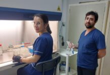 Optimizan la extracción por ultrasonido de compuestos antioxidantes de vainas del poroto terciopelo