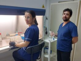 Optimizan la extracción por ultrasonido de compuestos antioxidantes de vainas del poroto terciopelo