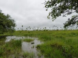 La UNNE aporta al conocimiento acústico de especies de anfibios anuros de Paraguay