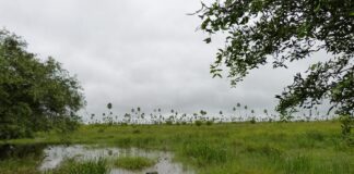 La UNNE aporta al conocimiento acústico de especies de anfibios anuros de Paraguay