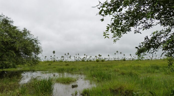La UNNE aporta al conocimiento acústico de especies de anfibios anuros de Paraguay