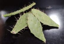 Optimizan método de extracción del mucílago de Opuntia sp., una planta con gran potencial en aplicaciones industriales