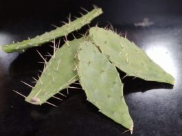 Optimizan método de extracción del mucílago de Opuntia sp., una planta con gran potencial en aplicaciones industriales