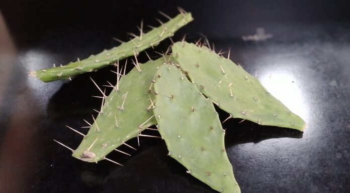 INNOVACIÓN Y DESARROLLO Optimizan método de extracción del mucílago de Opuntia sp., una planta con gran potencial en aplicaciones industriales