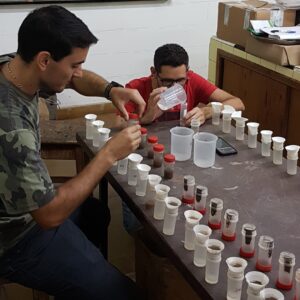 Estudio de Plantaciones de frutillas