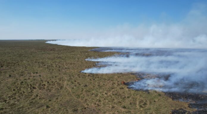 ESTUDIO DEL CECOAL Mediante herramientas de Google Earth Engine analizaron la severidad de los incendios en Iberá durante el 2022