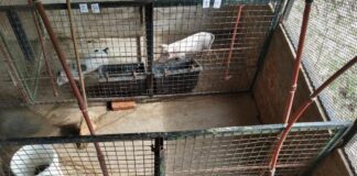 Identifican viabilidad de incorporar un subproducto de la elaboración cervecera artesanal en la alimentación de cerdos