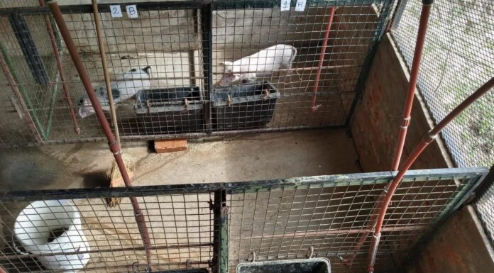 Identifican viabilidad de incorporar un subproducto de la elaboración cervecera artesanal en la alimentación de cerdos