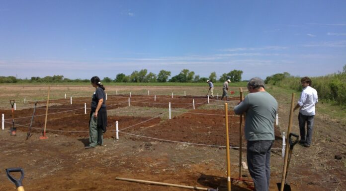 EN LA PROVINCIA DE CHACO Evidencian impacto positivo del agregado de aserrín de algarrobo y estiércol vacuno para mejorar suelos degradados