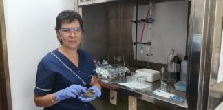 POTENCIAL DE APROVECHAMIENTO INDUSTRIAL Identifican compuestos fenólicos con propiedades antioxidantes en vainas de legumbres de la región