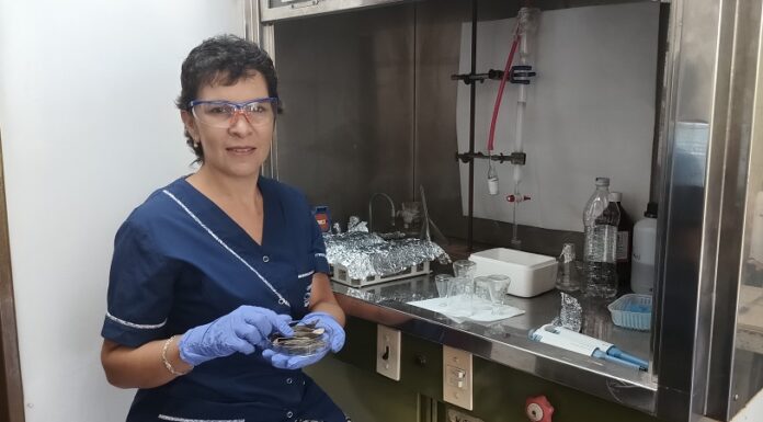 POTENCIAL DE APROVECHAMIENTO INDUSTRIAL Identifican compuestos fenólicos con propiedades antioxidantes en vainas de legumbres de la región