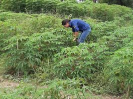 Para potenciar el aprovechamiento, caracterizan dinámicas productivas de principales cultivares de mandioca