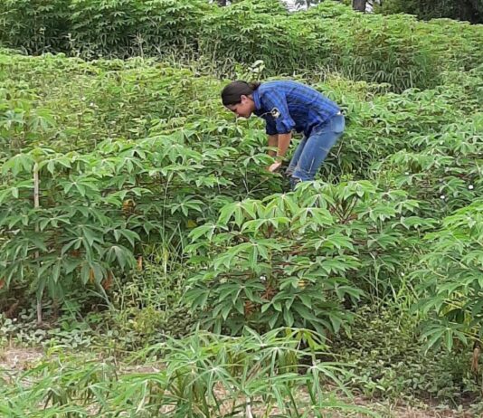 Para potenciar el aprovechamiento, caracterizan dinámicas productivas de principales cultivares de mandioca
