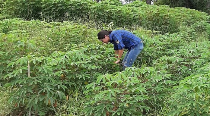 CIENCIAS AGRARIAS Para potenciar el aprovechamiento, caracterizan dinámicas productivas de principales cultivares de mandioca