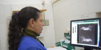 Publican en revista internacional el primer informe de patologías óseas en carpinchos