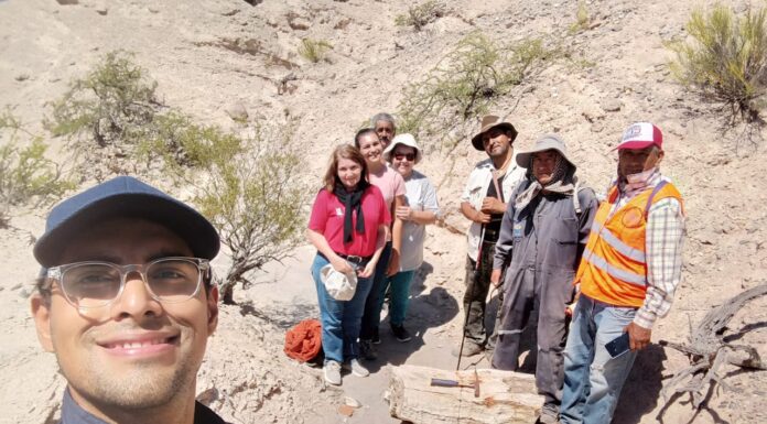 PROYECTO DE ALCANCE INTERNACIONAL A través de estudios con maderas fósiles, buscan caracterizar bosques del periodo Pérmico de gran extinción masiva