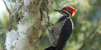 CECOAL (CONICET-UNNE) Plantean pautas de manejo forestal para la conservación de pájaros carpinteros del Bosque Atlántico