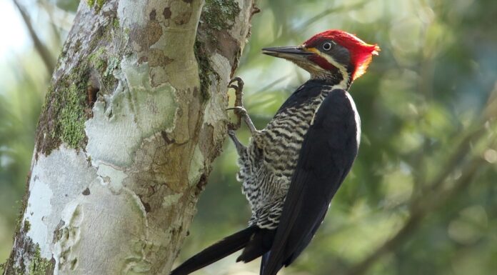 CECOAL (CONICET-UNNE) Plantean pautas de manejo forestal para la conservación de pájaros carpinteros del Bosque Atlántico
