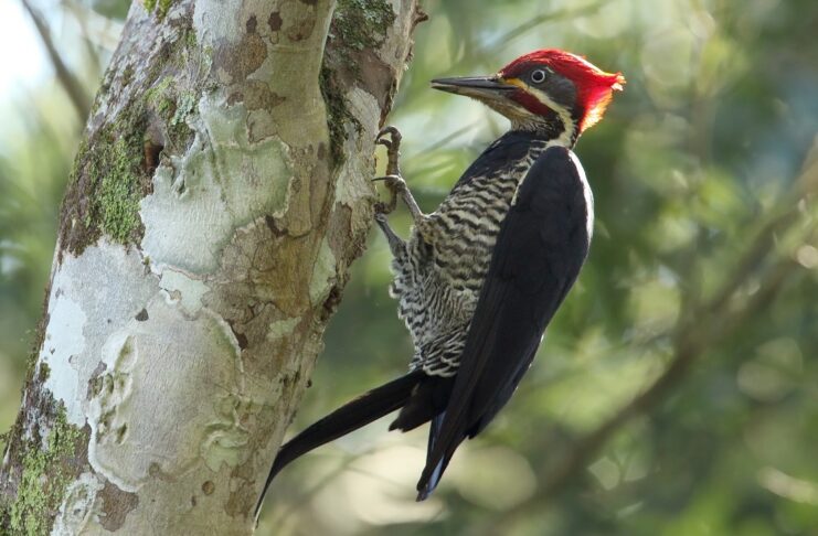 Plantean pautas de manejo forestal para la conservación de pájaros carpinteros del Bosque Atlántico