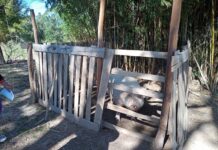 EN ZONA RURAL DE CORRIENTES Identifican elevada prevalencia de parásitos gastrointestinales en cerdos domésticos de producciones familiares