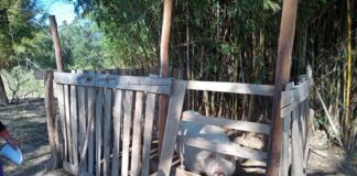 EN ZONA RURAL DE CORRIENTES Identifican elevada prevalencia de parásitos gastrointestinales en cerdos domésticos de producciones familiares