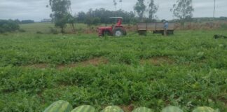 FACULTAD DE CIENCIAS AGRARIAS Recopilan información para optimizar uso de fitosanitarios en cultivos de interés del NEA