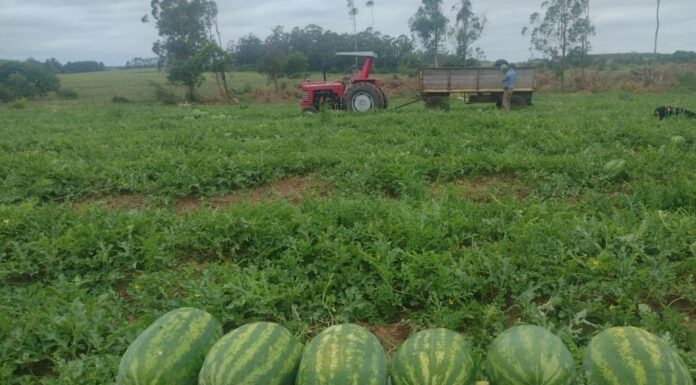 FACULTAD DE CIENCIAS AGRARIAS Recopilan información para optimizar uso de fitosanitarios en cultivos de interés del NEA