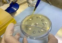 AJUSTAN TÉCNICAS DE DETECCIÓN Comprueban actividad antimicrobiana de extractos acuosos de yerba mate