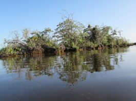 Estudio arroja luz sobre la diversidad de la herpetofauna fósil en humedales del Holoceno del NEA