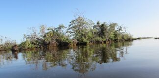 FaCENA - CECOAL Estudio arroja luz sobre la diversidad de la herpetofauna fósil en humedales del Holoceno del NEA