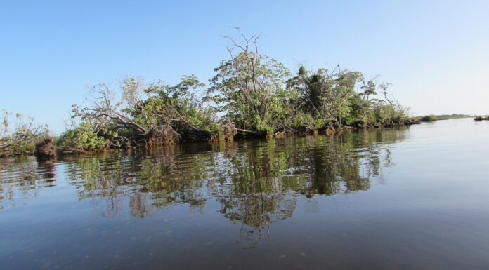 FaCENA - CECOAL Estudio arroja luz sobre la diversidad de la herpetofauna fósil en humedales del Holoceno del NEA