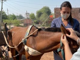 Un estudio en la UNNE permitió la primera detección y caracterización molecular para Argentina, de parásitos de relevancia en equinos